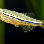دانیو خالدار (Brachydanio nigrofasciatus)