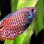 ماهی گورامی (Gourami Fish)