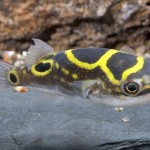 پوفر فیگور8 (Figure 8 Pufferfish)