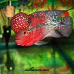نگهداری صحیح از ماهی فلاورهورن (Flowerhorn Keeping)