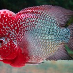 عکس از ماهی فلاورهورن (Flowerhorn Picture)