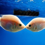 گورامی بوسنده (Kissing Gourami)