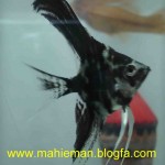 عکس هایی از یک آکواریوم خانگی