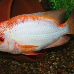 میداس (Amphilophus citrinellus)