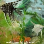 تصاویری از یک آکواریوم خانگی