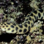 مار ماهی مار مانند(ophichthidae)