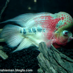فیلم فلاورهورن برگزیده ( Selective Flowerhorn)