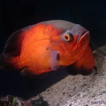 اسکار قرمز (Red Oscar)
