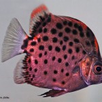 اسکات قرمز (Red Scat)