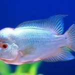 فلاورهورن ابریشمی (Silk Flowerhorn)