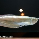 تصاویر ماهی آروانا (Arowana picture)