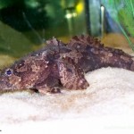 سنگ ماهی آب شیرین (Stonefish)