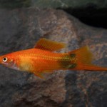 ماهی دم شمشیری(Xiphophorus Helleri)
