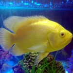 اسکار زرد (Lemon Oscar)