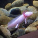 اکسولوتل (Axolotl)