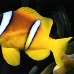 دلقک ماهی راه راه (Banded Clownfish)