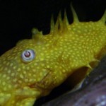گربه ماهی بریستلنوز (Bristlenose catfish)
