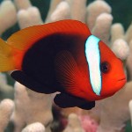 دلقک ماهی دارچینی (Cinnamon Clownfish)