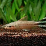 کتفیش دم پرچمی (Flagtail Catfish)