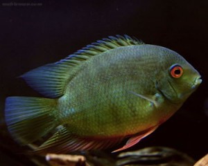 سورم سبز