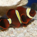 دلقک ماهی خرمایی (Maroon Clownfish)