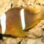 دلقک ماهی عمان (Oman Anemonefish)