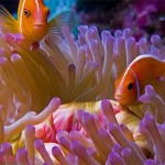 دلقک ماهی شانک صورتی (Pink Skunk Clownfish)
