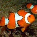 دلقک ماهی پرکولا (True Percula Clownfish)