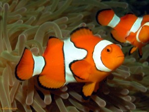 True Percula Clownfish