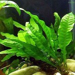 گیاه جاوا فرن (Java Fern)