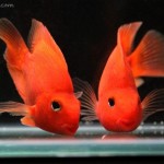 پرت قرمز (Red Parrot)