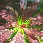گیاه روبین قرمز (Echinodorus Rubin)