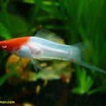 دم شمشیری کوی ( Koi Swordtail )