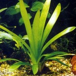 گیاه ساژیتریا پلاتیفیلا ( Sagittaria platyphylla – Chilensis )