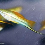 دم شمشیری نئون ( Neon Swordtail )