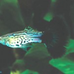 گوپی بلو کبری ( Blue Cobra Guppy )