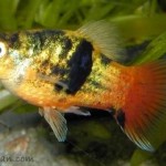 پلاتی کالیکو ( Calico Platy )