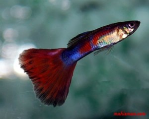 Red Fire Guppy