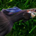 گوپی بلک فانتوم ( Black Phantom Delta Guppy )