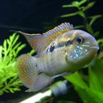 سیچلاید آکارای آبی ( Blue Acara Cichlid )