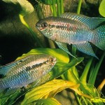 سیچلاید پرچمی ( Flag Acara Cichlid )