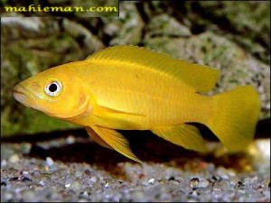 سیچلاید لیموئی