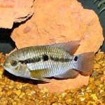 سیچلاید پورت آکارا ( Port Acara Cichlid )