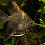 آنجل شکلاتی ( Chocolate Angelfish )
