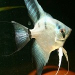 آنجل گوست ( Ghost Anjelfish )