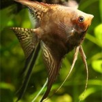 آنجل دودی ( Smokey Angelfish )