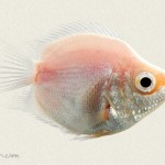 گورامی بالن (Baloon Gourami )