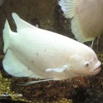 گورامی غول پیکر ( Giant Gourami )