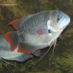 گورامی غول پیکر ردتیل ( Giant Redtail Gourami )