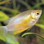 گورامی طلوع خورشید ( Sunset Gourami )